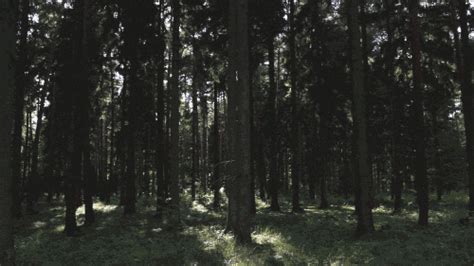 Forest Animated 