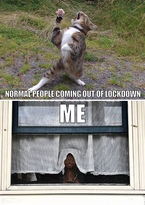 17 Hilarious Quarantine Pet Memes By 