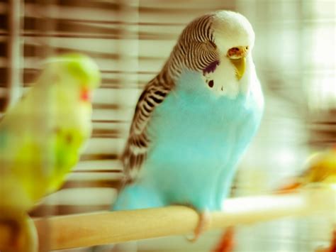 Parakeet Budgie Parrot Bird Tropical 41 Wallpapers Hd Desktop