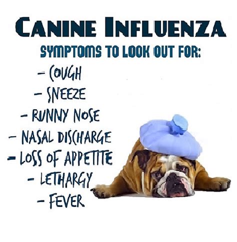 Pet Talk In Illinois Canine Influenza A Brief Look At What Pet Owners