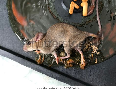 Rat Glue Trap Dead Rat Trapped Stock Photo Edit Now 1072206917