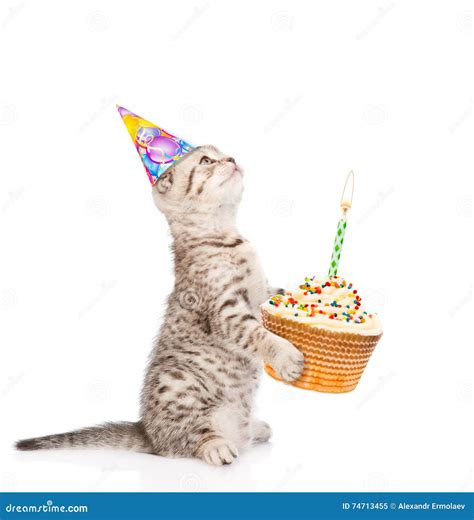 Tabby Cat In Birthday Hat Holding Cake With Candles Isolated On Stock