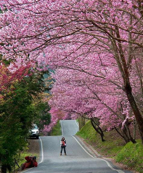 Cherry Blossom In Taiwan 2021 Forecast — The Best Time And 8 Best Places