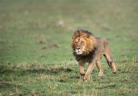 How Fast Can A Lion Run Learn The Full Story