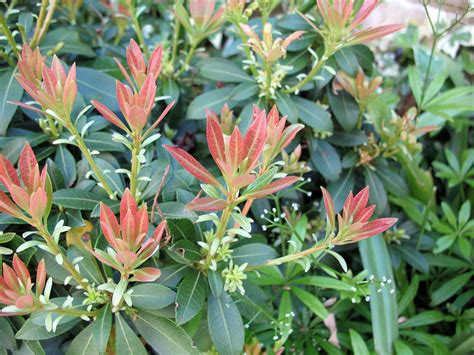 Pieris Japonica Debutante Dwarf Flowering Evergreen Hardy Shrub Plant