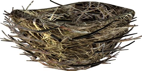 Nest Png Transparent Image Download Size 1917x963px