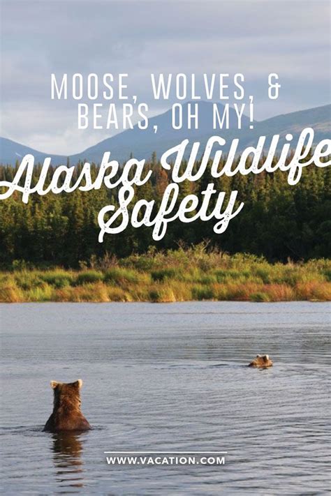 Moose Wolves And Bears Oh My Alaska Wildlife Safety Scenic Train