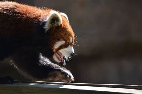 Red Panda At Columbus Zoo Columbus Zoo Red Panda Brown Bear