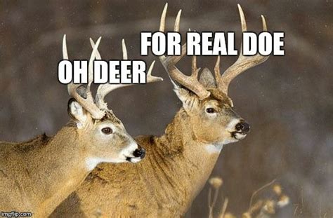 Deer Puns Imgflip