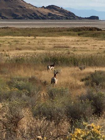 We did not find results for: Antelope Island State Park (Syracuse, UT): Top Tips Before ...