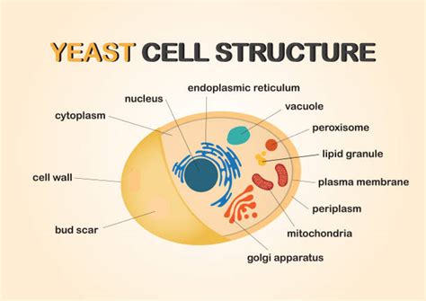 Yeast Cells Stock Photos Pictures And Royalty Free Images Istock