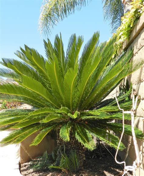 How To Care For A Sago Palm And Why They Are So Difficult Palm Tree