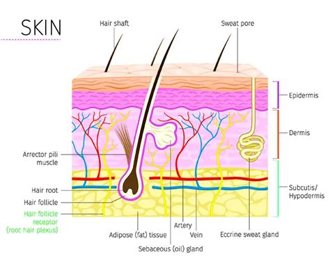 The Skin Education Site
