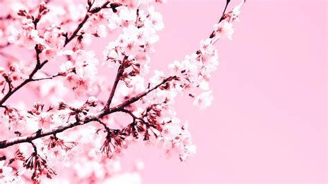 Download Wallpaper 1920x1080 Cherry Blossom Flowers Branch Pink