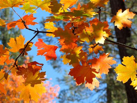 Photos Fall Foliage In Southern Arizona