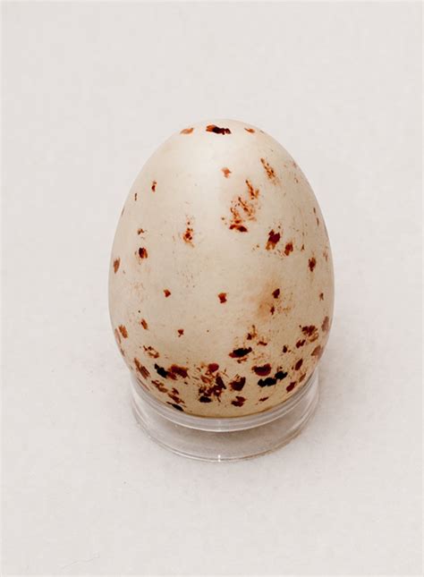 Turkey Vulture Egg Replica