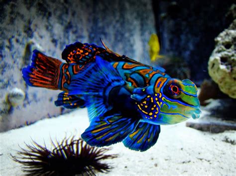 October 2013 ~ Exotic Freshwater And Saltwater Fishes