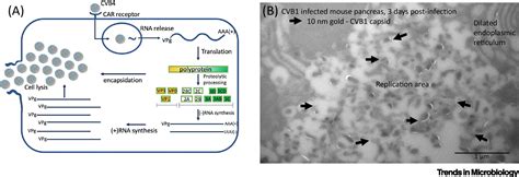 Coxsackie B Virus Trends In Microbiology