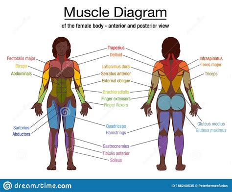Muscles chart description muscular body man stock vector. Muscle Diagram Black Woman Female Body Names Stock Vector ...