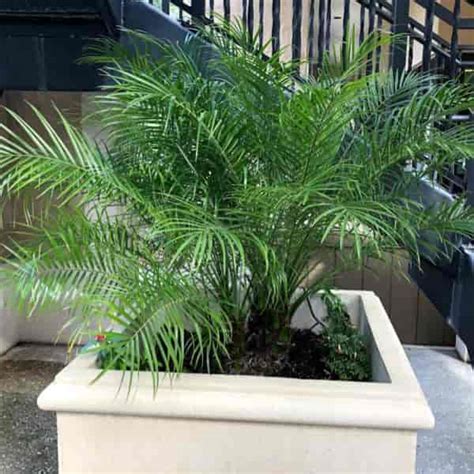 Pygmy Date Palm Care Tips On Growing Phoenix Roebelenii
