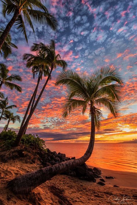 🇺🇸 lani aina sunset hawaii by andrewshoemaker 🌅 nature photography palm tree sunset