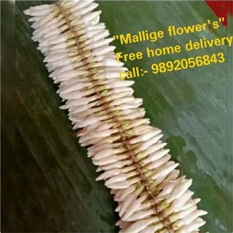 White Mangalore Mallige Flowers At Rs 200meter In Mumbai Id 22651093812