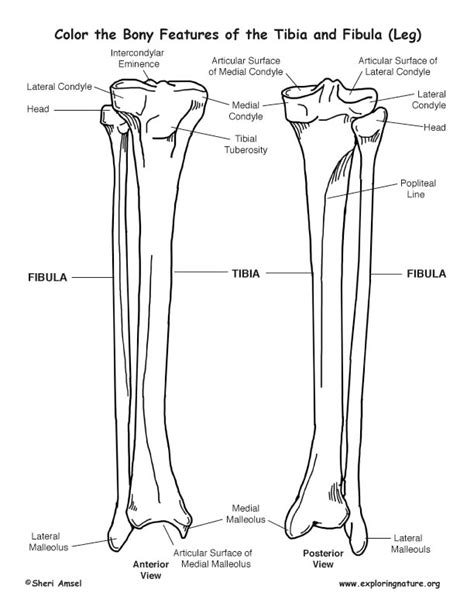 Tibia And Fibula Calf Bony Features Coloring Page Anatomy Bones