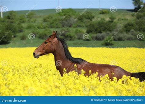 Beautifull Brown Horse Running In Yellow Flowers Stock Image Image Of