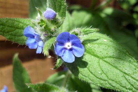 Prized for its heavenly scent and essential oil content, lavender is both. Tiny Blue Flower Name? | Flowers Forums