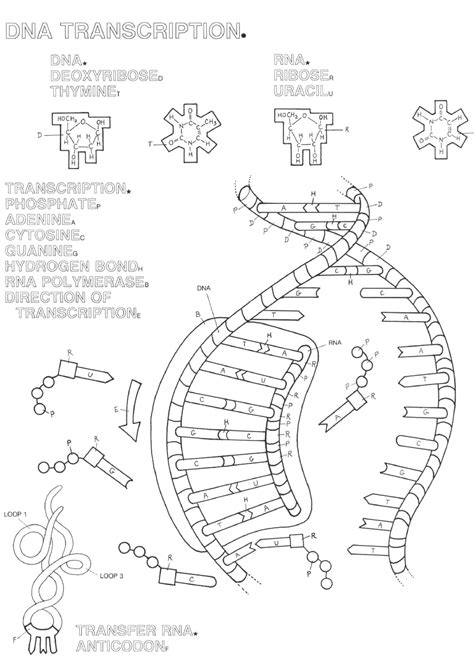 Transcription is the name given to the process in which dna is copied. 11 Best Images of DNA Double Helix Coloring Worksheet The ...