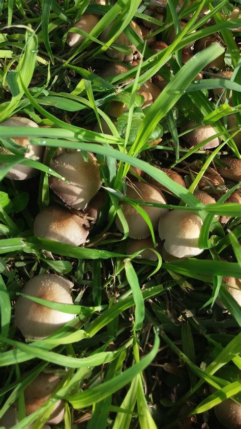 South Texas Mushroom Id Please Mushroom Hunting And Identification