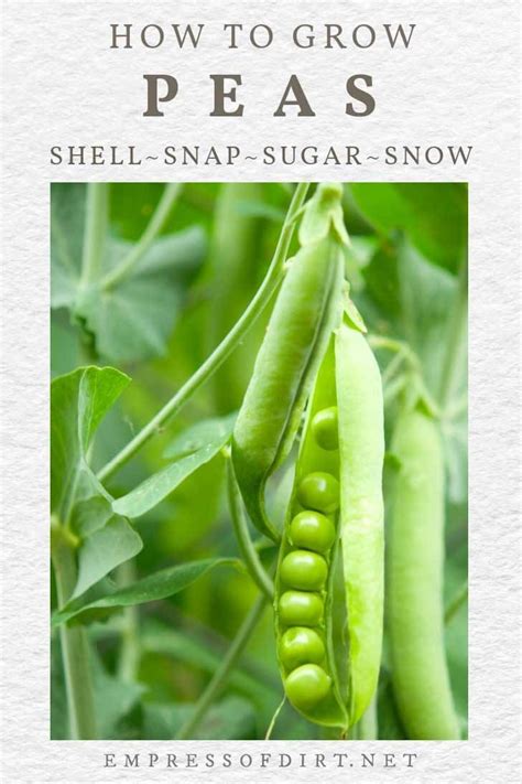 How To Grow Peas Shell Snap Sugar Snow