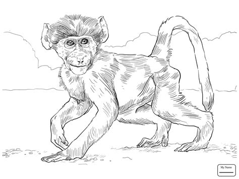 Spider Monkey Drawing At Getdrawings Free Download