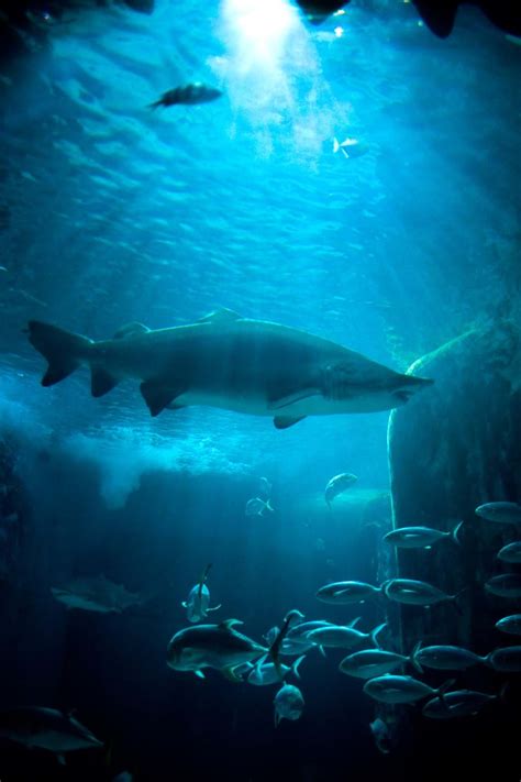 Sharks Find Shark Facts For Kids At Sea Life London Aquarium
