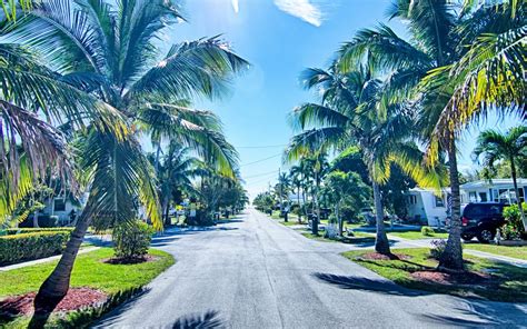 Royal Palm Tree Native To Florida Too Big Webzine Photography