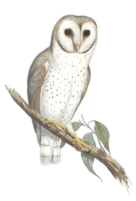 Delicate Owl Bird Vintage Illustrations Free Vintage Illustrations