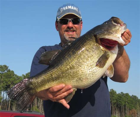 Photos of the biggest largemouth bass in Texas