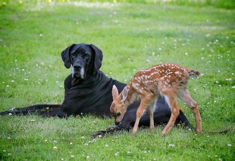 White Wolf Animal Odd Couples Kate And Pip Great Dane And Deer Are Unlikely Friends Video