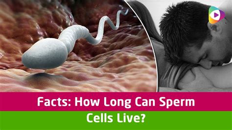 Facts How Long Can Sperm Cells Live Youtube