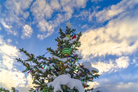 Cloudy Blue Sky Over Snow Covered Christmas Tree Stock Image Image Of