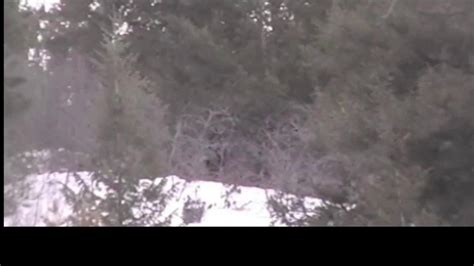 Bigfoot Sighted Locally Watch The Video Local