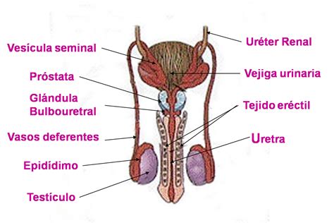 Mapa Conceptual Del Aparato Reproductor Masculino Png Mantal Porn
