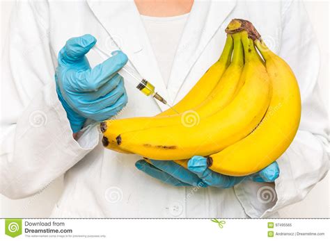Gmo Scientist Injecting Liquid From Syringe Into Bananas Stock Image