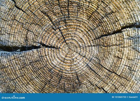 Cross Section Of The Old Tree Trunk Showing Annual Rings And Cracks