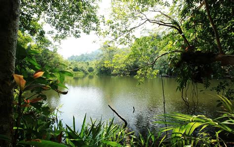 Free Images Landscape Tree Creek Swamp Plant