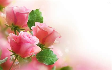 Pink Rose Flower Wallpaper 62 Pictures