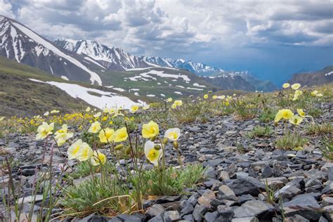 Climate Change Is Pushing Plants Into Arctic Disrupting
