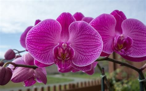 250 Orquídea Papéis De Parede Hd Planos De Fundo