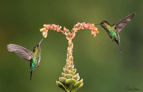 10 Stunning Bird Photos To Inspire You Bird Photographers
