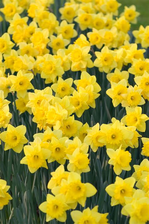 Daffodil Dutch Master Jparkers